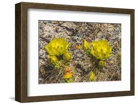 Prickly pear cactus blooming, Petrified Forest National Park, Arizona-William Perry-Framed Photographic Print