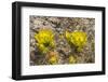 Prickly pear cactus blooming, Petrified Forest National Park, Arizona-William Perry-Framed Photographic Print