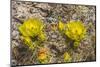 Prickly pear cactus blooming, Petrified Forest National Park, Arizona-William Perry-Mounted Photographic Print
