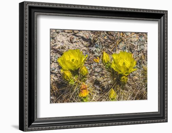 Prickly pear cactus blooming, Petrified Forest National Park, Arizona-William Perry-Framed Photographic Print