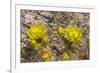 Prickly pear cactus blooming, Petrified Forest National Park, Arizona-William Perry-Framed Photographic Print