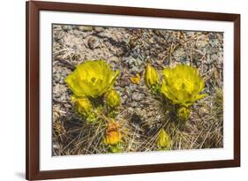 Prickly pear cactus blooming, Petrified Forest National Park, Arizona-William Perry-Framed Photographic Print