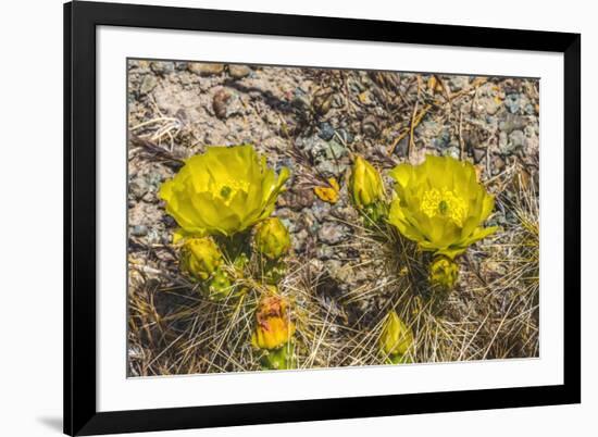 Prickly pear cactus blooming, Petrified Forest National Park, Arizona-William Perry-Framed Photographic Print