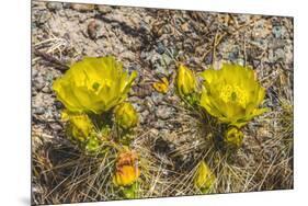Prickly pear cactus blooming, Petrified Forest National Park, Arizona-William Perry-Mounted Photographic Print