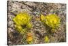 Prickly pear cactus blooming, Petrified Forest National Park, Arizona-William Perry-Stretched Canvas