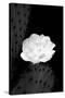 Prickly Pear Cactus Blossom BW-Douglas Taylor-Stretched Canvas