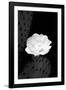 Prickly Pear Cactus Blossom BW-Douglas Taylor-Framed Premium Photographic Print