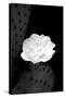 Prickly Pear Cactus Blossom BW-Douglas Taylor-Stretched Canvas