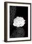 Prickly Pear Cactus Blossom BW-Douglas Taylor-Framed Photographic Print