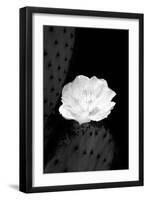 Prickly Pear Cactus Blossom BW-Douglas Taylor-Framed Photographic Print