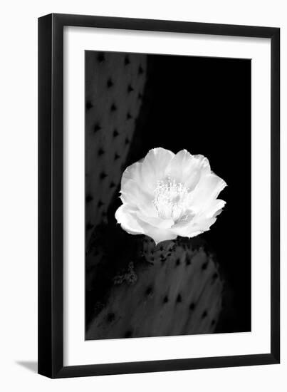 Prickly Pear Cactus Blossom BW-Douglas Taylor-Framed Photographic Print