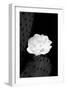 Prickly Pear Cactus Blossom BW-Douglas Taylor-Framed Photographic Print