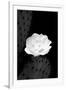 Prickly Pear Cactus Blossom BW-Douglas Taylor-Framed Photographic Print