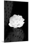 Prickly Pear Cactus Blossom BW-Douglas Taylor-Mounted Photographic Print
