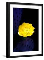 Prickly Pear Cactus Blossom-Douglas Taylor-Framed Photographic Print