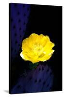 Prickly Pear Cactus Blossom-Douglas Taylor-Stretched Canvas