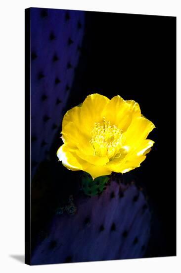 Prickly Pear Cactus Blossom-Douglas Taylor-Stretched Canvas