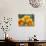 Prickly Pear Cactus Blossoms-James Randklev-Stretched Canvas displayed on a wall