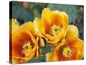 Prickly Pear Cactus Blossoms-James Randklev-Stretched Canvas