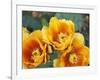 Prickly Pear Cactus Blossoms-James Randklev-Framed Photographic Print