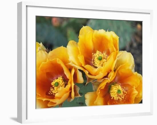 Prickly Pear Cactus Blossoms-James Randklev-Framed Photographic Print