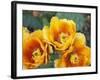 Prickly Pear Cactus Blossoms-James Randklev-Framed Photographic Print