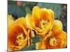 Prickly Pear Cactus Blossoms-James Randklev-Mounted Photographic Print