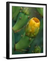 Prickly Pear Cactus Buds, Jekyll Island, Georgia, USA-Joanne Wells-Framed Premium Photographic Print