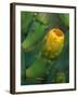 Prickly Pear Cactus Buds, Jekyll Island, Georgia, USA-Joanne Wells-Framed Premium Photographic Print