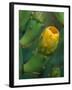 Prickly Pear Cactus Buds, Jekyll Island, Georgia, USA-Joanne Wells-Framed Premium Photographic Print