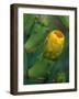 Prickly Pear Cactus Buds, Jekyll Island, Georgia, USA-Joanne Wells-Framed Photographic Print