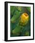 Prickly Pear Cactus Buds, Jekyll Island, Georgia, USA-Joanne Wells-Framed Photographic Print