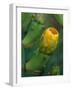 Prickly Pear Cactus Buds, Jekyll Island, Georgia, USA-Joanne Wells-Framed Photographic Print