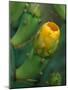 Prickly Pear Cactus Buds, Jekyll Island, Georgia, USA-Joanne Wells-Mounted Photographic Print