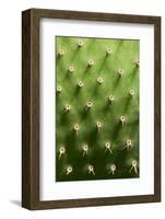 Prickly Pear Cactus close Up.-sumikophoto-Framed Photographic Print