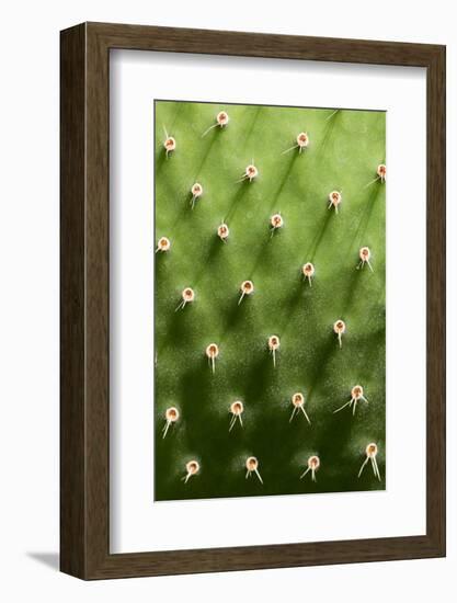 Prickly Pear Cactus close Up.-sumikophoto-Framed Photographic Print