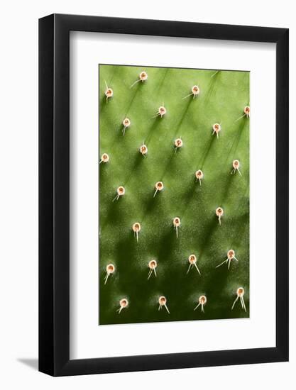 Prickly Pear Cactus close Up.-sumikophoto-Framed Photographic Print