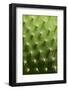 Prickly Pear Cactus close Up.-sumikophoto-Framed Photographic Print
