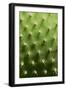 Prickly Pear Cactus close Up.-sumikophoto-Framed Photographic Print