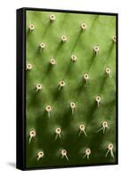Prickly Pear Cactus close Up.-sumikophoto-Framed Stretched Canvas