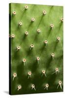 Prickly Pear Cactus close Up.-sumikophoto-Stretched Canvas