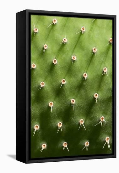 Prickly Pear Cactus close Up.-sumikophoto-Framed Stretched Canvas