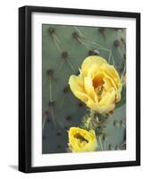Prickly Pear Cactus Flower, Saguaro National Park, Arizona, USA-Jamie & Judy Wild-Framed Photographic Print