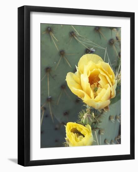 Prickly Pear Cactus Flower, Saguaro National Park, Arizona, USA-Jamie & Judy Wild-Framed Photographic Print