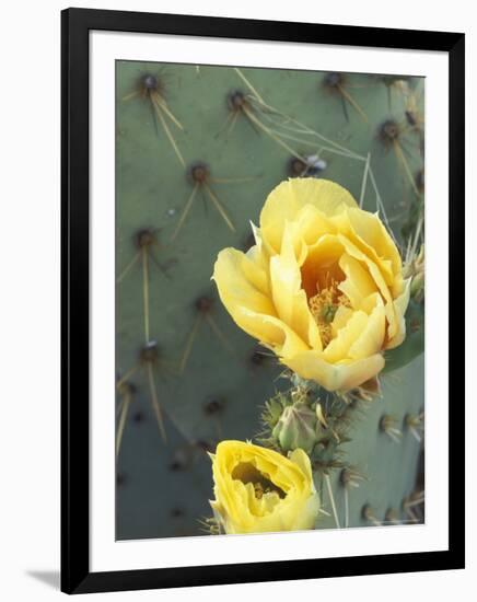 Prickly Pear Cactus Flower, Saguaro National Park, Arizona, USA-Jamie & Judy Wild-Framed Photographic Print