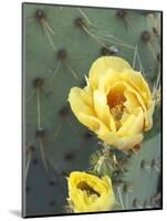 Prickly Pear Cactus Flower, Saguaro National Park, Arizona, USA-Jamie & Judy Wild-Mounted Photographic Print
