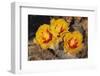 Prickly Pear Cactus Flower-DLILLC-Framed Photographic Print