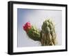Prickly Pear Cactus Flowering on Uplands in the Colta Lake District Near Riobamba, Ecuador-Robert Francis-Framed Photographic Print