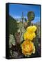 Prickly Pear Cactus Flowers-David Nunuk-Framed Stretched Canvas
