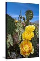 Prickly Pear Cactus Flowers-David Nunuk-Stretched Canvas